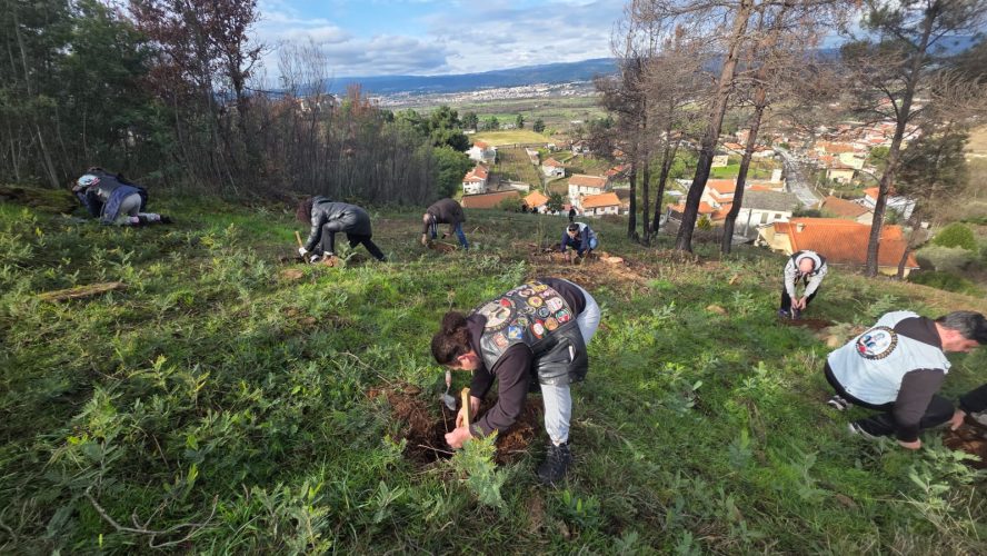 Reflorestação de Lés-a-Lés em Chaves a 4 jan 2026 1